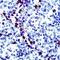 Granzyme B antibody, PA1-37799, Invitrogen Antibodies, Immunohistochemistry frozen image 