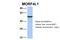Mortality Factor 4 Like 1 antibody, 25-096, ProSci, Western Blot image 