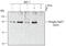 RAD17 Checkpoint Clamp Loader Component antibody, AF1374, R&D Systems, Western Blot image 