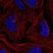 Zinc Finger Protein 616 antibody, NBP2-57531, Novus Biologicals, Immunofluorescence image 