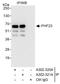 PHD Finger Protein 23 antibody, A302-321A, Bethyl Labs, Immunoprecipitation image 