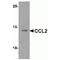 C-C Motif Chemokine Ligand 2 antibody, MBS153683, MyBioSource, Western Blot image 