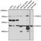 Cyclin Dependent Kinase Like 3 antibody, 16-715, ProSci, Western Blot image 