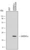 Growth Arrest And DNA Damage Inducible Alpha antibody, AF5510, R&D Systems, Western Blot image 