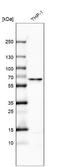 Carboxypeptidase M antibody, NBP1-87403, Novus Biologicals, Western Blot image 