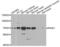 Serine/threonine-protein kinase PINK1, mitochondrial antibody, abx005385, Abbexa, Western Blot image 