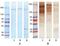 Pappalysin 1 antibody, NB100-73060, Novus Biologicals, Western Blot image 
