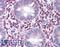 Immunity Related GTPase M antibody, LS-B2732, Lifespan Biosciences, Immunohistochemistry frozen image 