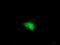 Spermine Synthase antibody, TA503091, Origene, Immunofluorescence image 