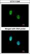 C-Terminal Binding Protein 1 antibody, GTX111246, GeneTex, Immunofluorescence image 