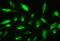 Cofilin 1 antibody, PB9033, Boster Biological Technology, Immunofluorescence image 