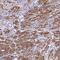 TGFB1-Induced Anti-Apoptotic Factor 1 antibody, PA5-62325, Invitrogen Antibodies, Immunohistochemistry frozen image 