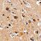 Protein-tyrosine kinase 2-beta antibody, AF4589, R&D Systems, Immunohistochemistry frozen image 