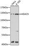 Histone Deacetylase 9 antibody, 15-907, ProSci, Western Blot image 