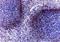 TNF Receptor Associated Factor 1 antibody, NB100-56171, Novus Biologicals, Immunohistochemistry paraffin image 