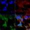 RB1 Inducible Coiled-Coil 1 antibody, LS-C773322, Lifespan Biosciences, Immunocytochemistry image 