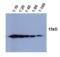Histone Cluster 4 H4 antibody, ALX-804-676-L001, Enzo Life Sciences, Western Blot image 