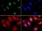 Methyl-CpG Binding Domain 4, DNA Glycosylase antibody, PA5-72982, Invitrogen Antibodies, Immunofluorescence image 
