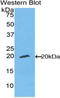 Ectonucleotide Pyrophosphatase/Phosphodiesterase 1 antibody, LS-C293729, Lifespan Biosciences, Western Blot image 