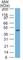 Keratin 17 antibody, NBP2-44425, Novus Biologicals, Western Blot image 