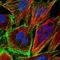 Dihydrodiol Dehydrogenase antibody, NBP1-91831, Novus Biologicals, Immunofluorescence image 
