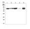 Metastasis Associated 1 Family Member 2 antibody, A03073-1, Boster Biological Technology, Western Blot image 