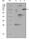 Mitogen-Activated Protein Kinase Kinase Kinase Kinase 4 antibody, NBP1-28855, Novus Biologicals, Western Blot image 