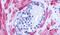 Adrenoceptor Alpha 1D antibody, PA5-33328, Invitrogen Antibodies, Immunohistochemistry frozen image 