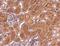 Calcium/Calmodulin Dependent Protein Kinase I antibody, NBP2-15683, Novus Biologicals, Immunohistochemistry paraffin image 