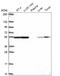 Enolase 1 antibody, HPA068721, Atlas Antibodies, Western Blot image 