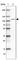 WW Domain Binding Protein 11 antibody, HPA046403, Atlas Antibodies, Western Blot image 