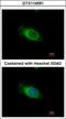 Nardilysin Convertase antibody, GTX114591, GeneTex, Immunofluorescence image 