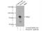 Plexin B2 antibody, 10602-1-AP, Proteintech Group, Immunoprecipitation image 