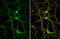 Dopa Decarboxylase antibody, GTX134053, GeneTex, Immunocytochemistry image 