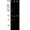 RNA Binding Fox-1 Homolog 3 antibody, NBP1-92716, Novus Biologicals, Western Blot image 