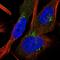 Splicing Factor 3b Subunit 4 antibody, NBP1-83191, Novus Biologicals, Immunofluorescence image 