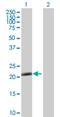 Tripartite Motif Containing 48 antibody, H00079097-B01P, Novus Biologicals, Western Blot image 