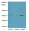 Forkhead Box R2 antibody, LS-C399385, Lifespan Biosciences, Western Blot image 
