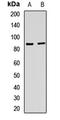 NOX5 antibody, LS-C668882, Lifespan Biosciences, Western Blot image 