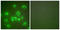 Heat Shock Protein Family A (Hsp70) Member 9 antibody, LS-B6047, Lifespan Biosciences, Immunofluorescence image 