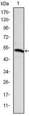 Podocalyxin Like antibody, AM06619SU-N, Origene, Western Blot image 