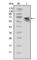 Neurotrophic Receptor Tyrosine Kinase 1 antibody, abx015714, Abbexa, Western Blot image 