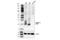 TNF Receptor Superfamily Member 17 antibody, 47988S, Cell Signaling Technology, Western Blot image 