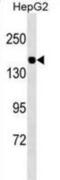 CD13 antibody, abx025457, Abbexa, Western Blot image 