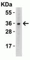 TNF Superfamily Member 12 antibody, NBP1-76695, Novus Biologicals, Western Blot image 