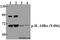 I10R1 antibody, A03597Y496, Boster Biological Technology, Western Blot image 