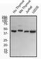 TOR antibody, NBP2-24503, Novus Biologicals, Western Blot image 