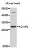 Potassium Voltage-Gated Channel Interacting Protein 2 antibody, abx006639, Abbexa, Western Blot image 