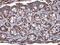 Talin 1 antibody, GTX634334, GeneTex, Immunohistochemistry paraffin image 