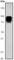 Chromogranin A antibody, ab45179, Abcam, Western Blot image 